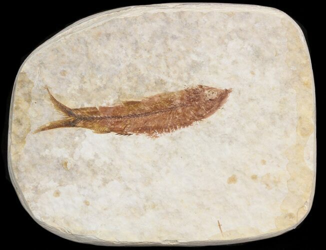 Small Knightia Fossil Fish - Wyoming #41037